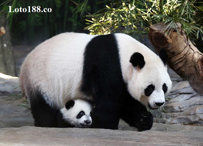 Giải mã giấc mơ thấy gấu