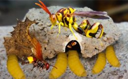 tò vò làm tổ trong nhà