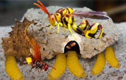 tò vò làm tổ trong nhà