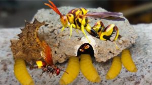 tò vò làm tổ trong nhà