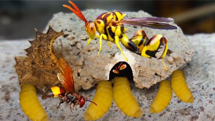 tò vò làm tổ trong nhà